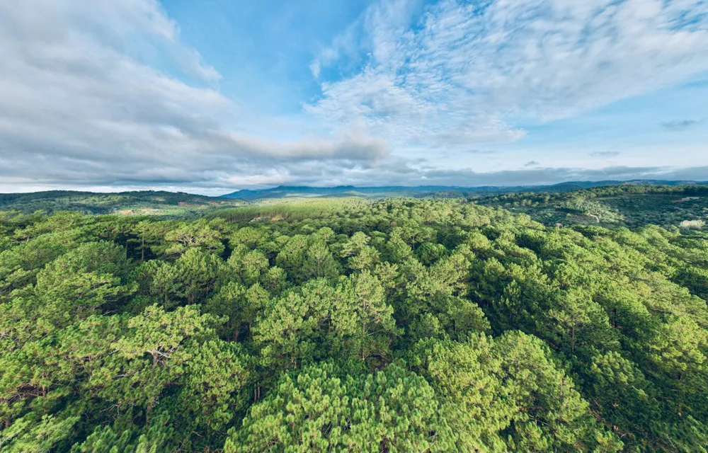 rung xuan son 12.jpg