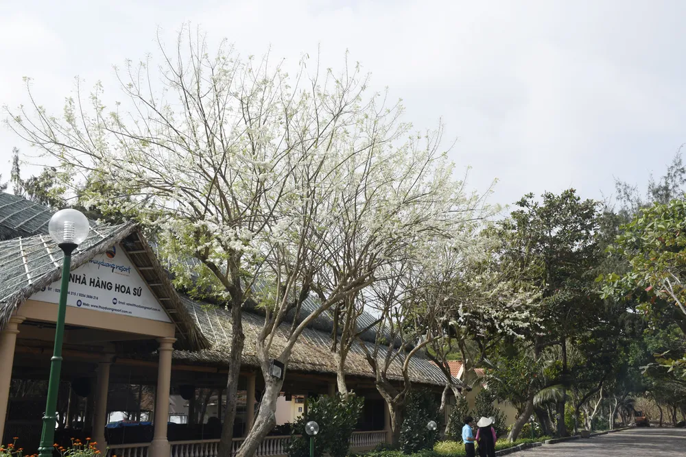 hoa do mai - phuoc hai.jpg