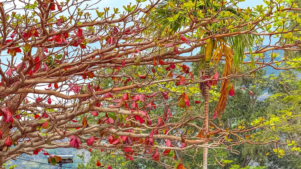 con dao - bang 10.jpg