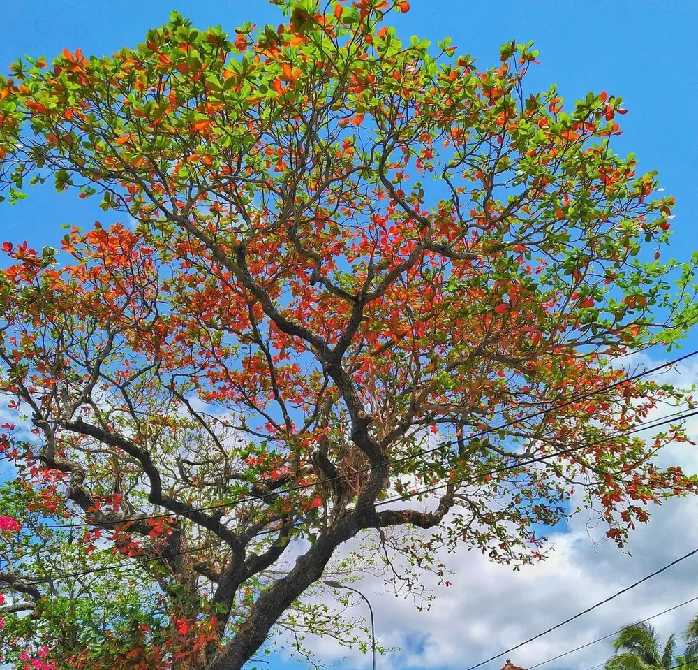 Ngỡ ngàng Côn Đảo mùa bàng thay lá
