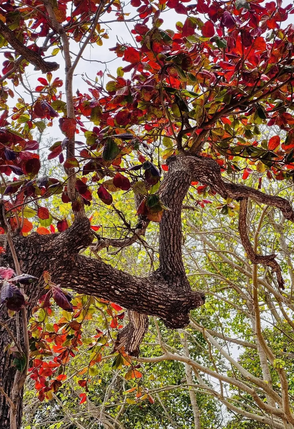 con dao - bang 6.jpg