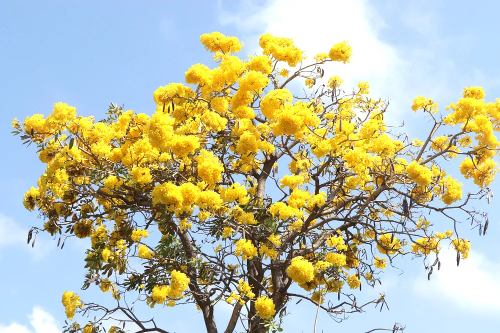 Phường Vũng Tàu: Hoa chuông vàng thu hút du khách
