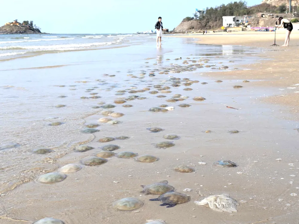 Sâu và sứa xuất hiện nhiều ở biển Vũng Tàu