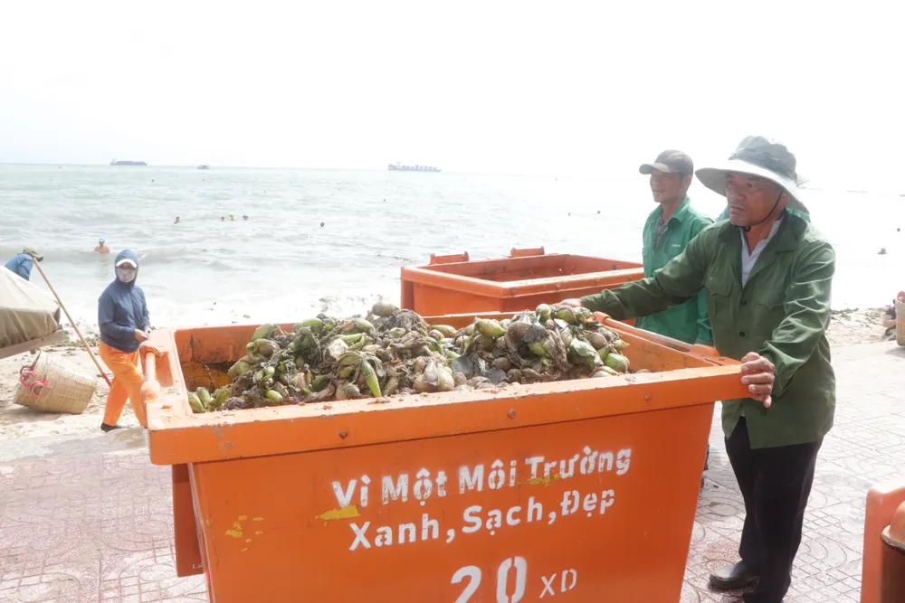 rac dai duong 4.JPG