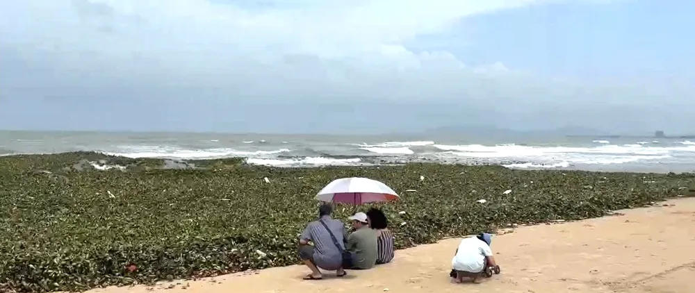 thu gom beo 8.jpg