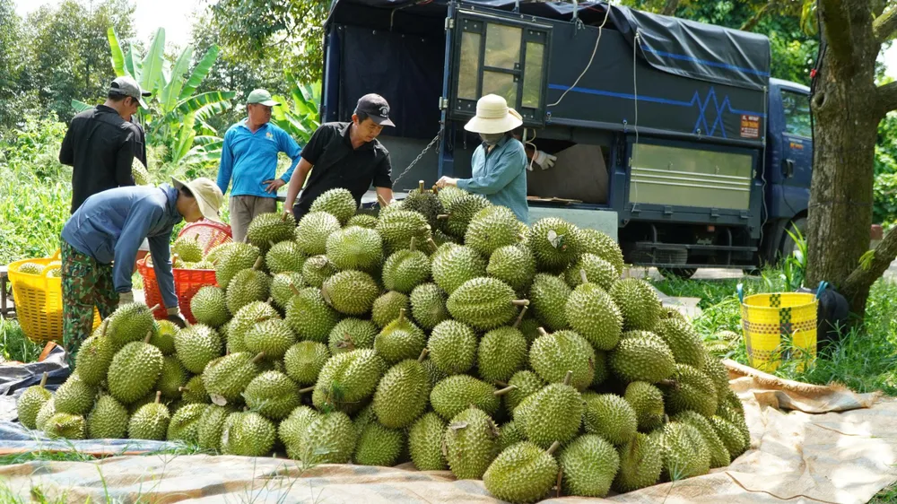 sau rieng 6.jpg