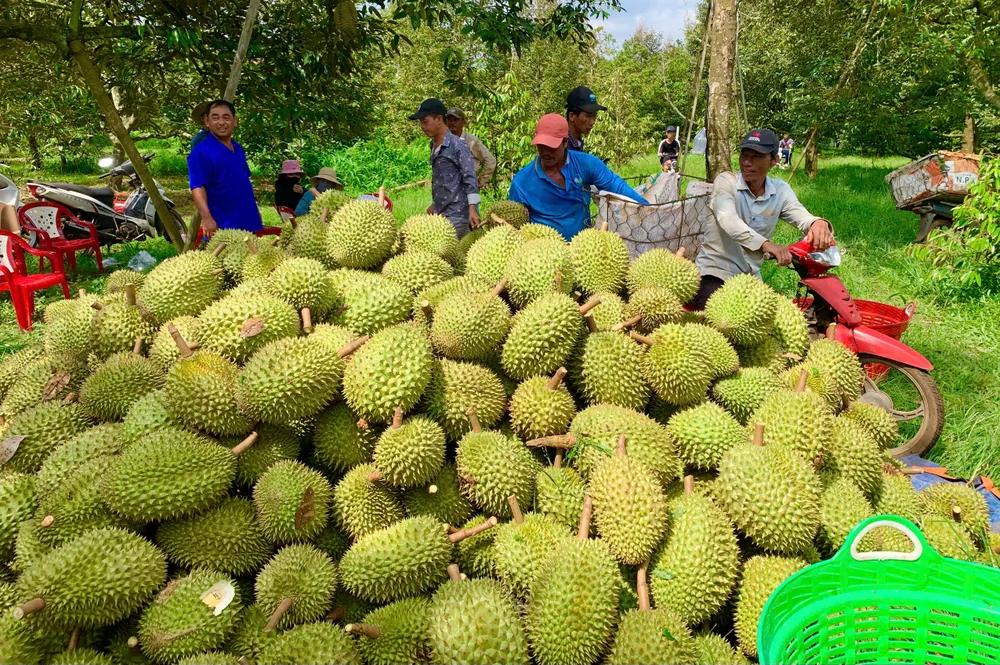 sau rieng 8.jpg