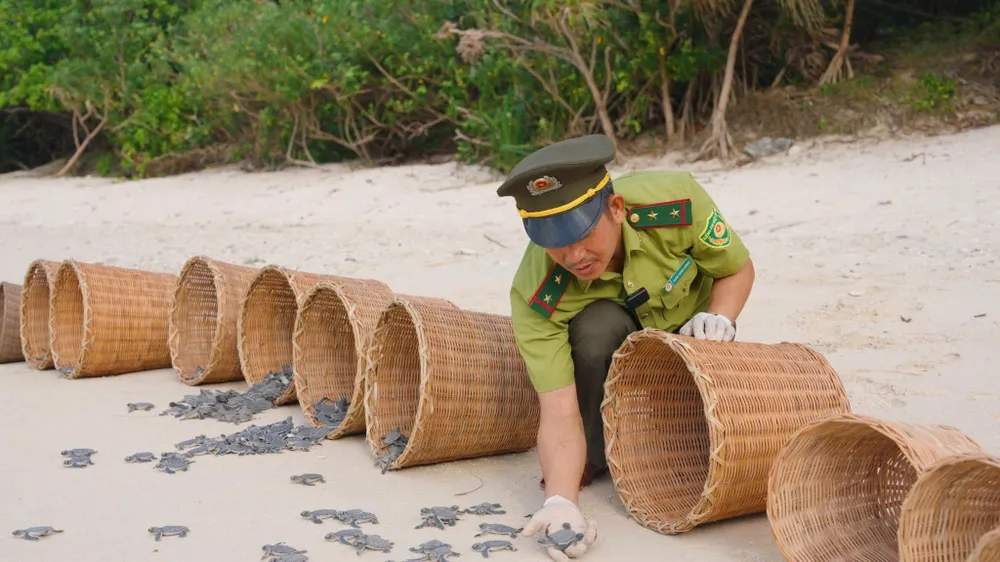 Kiểm lâm VQG Côn Đảo thả rùa con về biển sau quá trình ấp nở. Ảnh: CTV