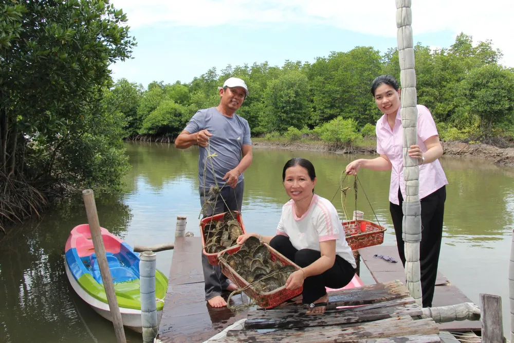 Người dân Long Sơn thu hoạch hàu. Ảnh: ĐINH HÙNG