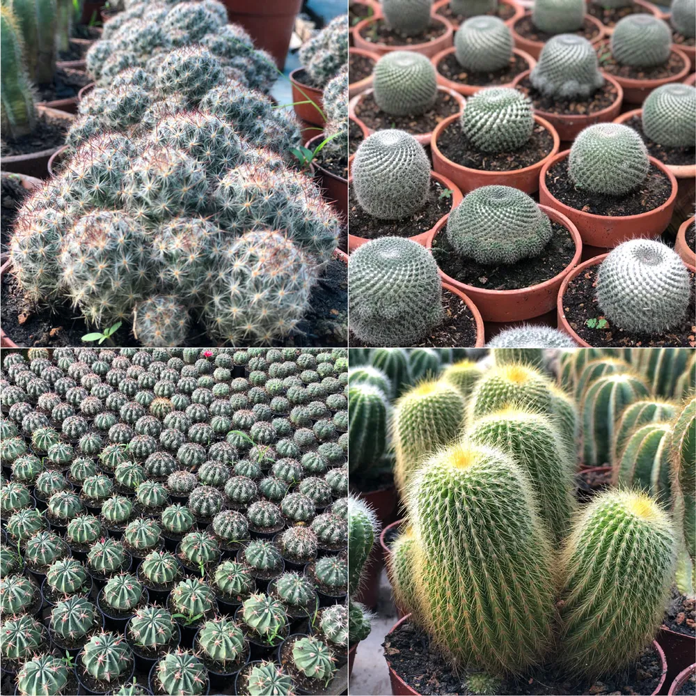 Mê mẩn với 1.000 giống xương rồng tại Làng hoa Sa Đéc ảnh 4