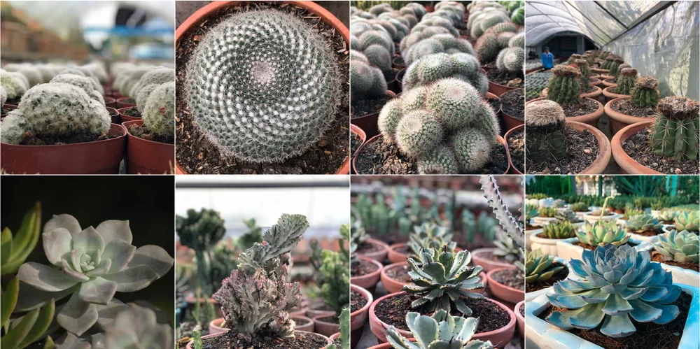 Mê mẩn với 1.000 giống xương rồng tại Làng hoa Sa Đéc ảnh 5