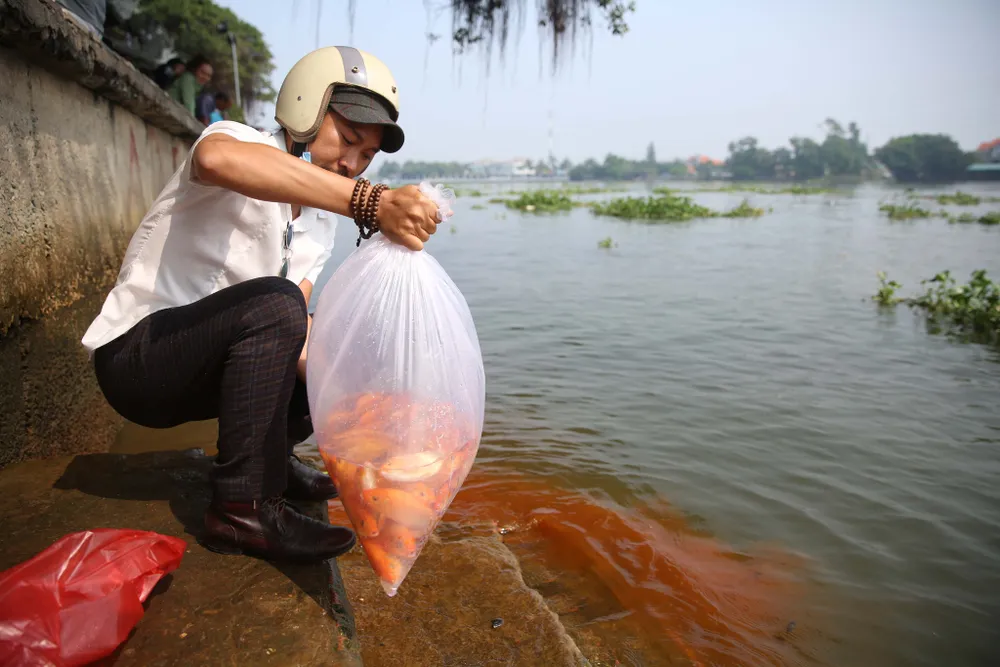 Thả cá chép ngày 23 tháng Chạp…cầu mong sự bình an ảnh 5