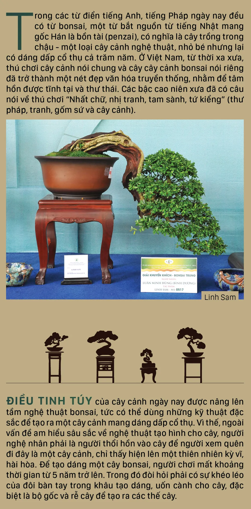Nghệ thuật bonsai, thú chơi tao nhã ảnh 2