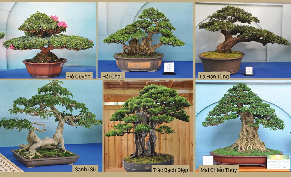 Nghệ thuật bonsai, thú chơi tao nhã ảnh 8