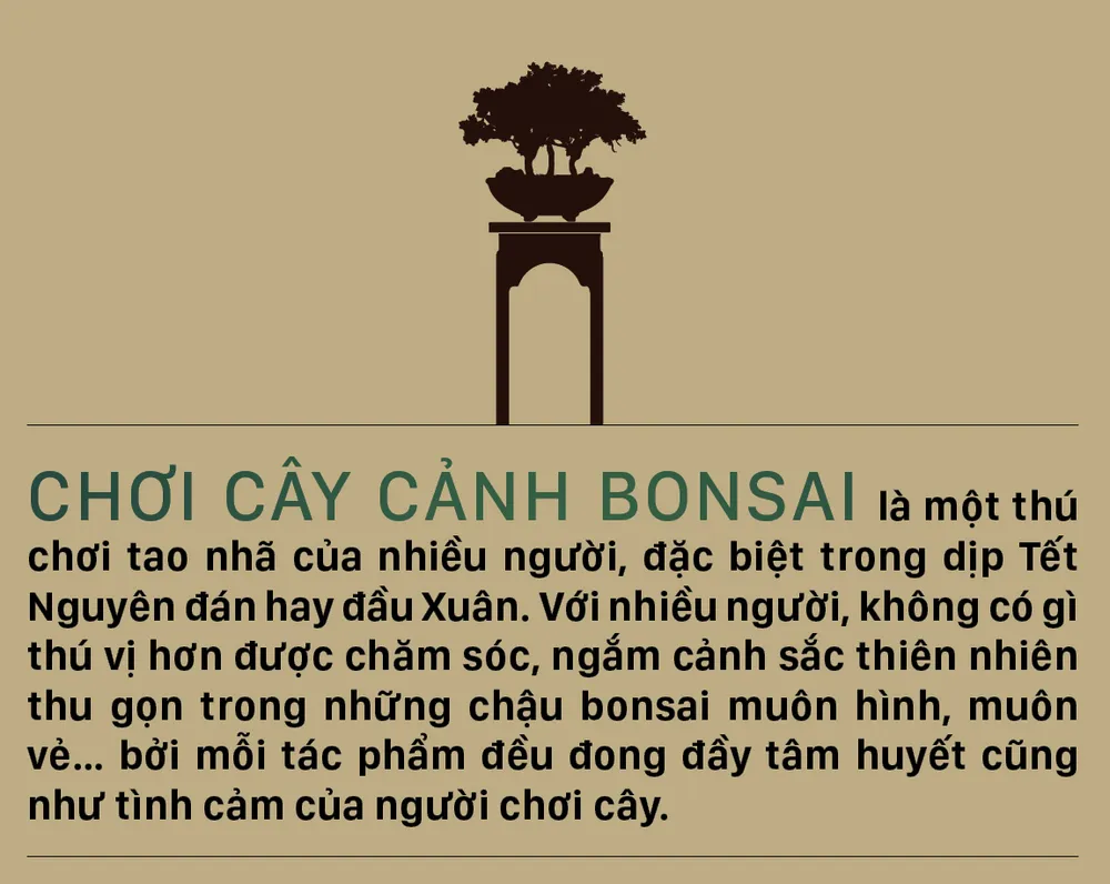 Nghệ thuật bonsai, thú chơi tao nhã ảnh 1