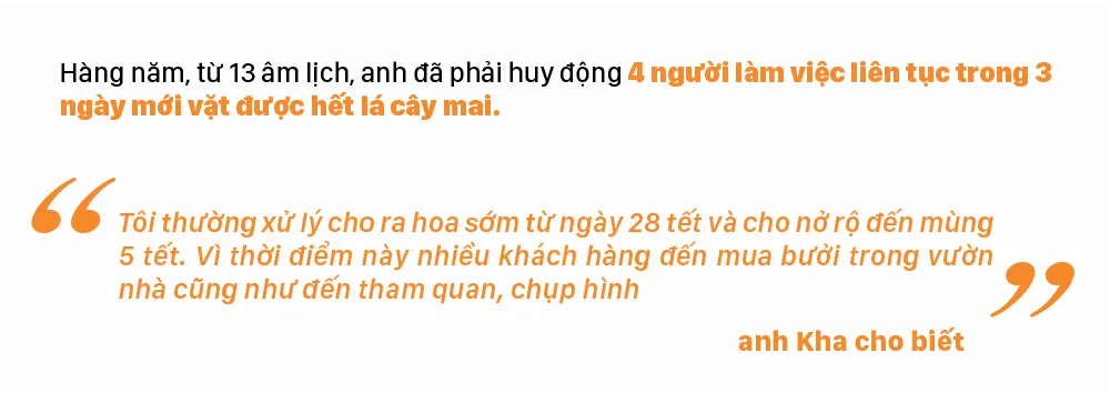 Ngắm cây mai “khổng lồ” ở Bà Rịa - Vũng Tàu ảnh 9