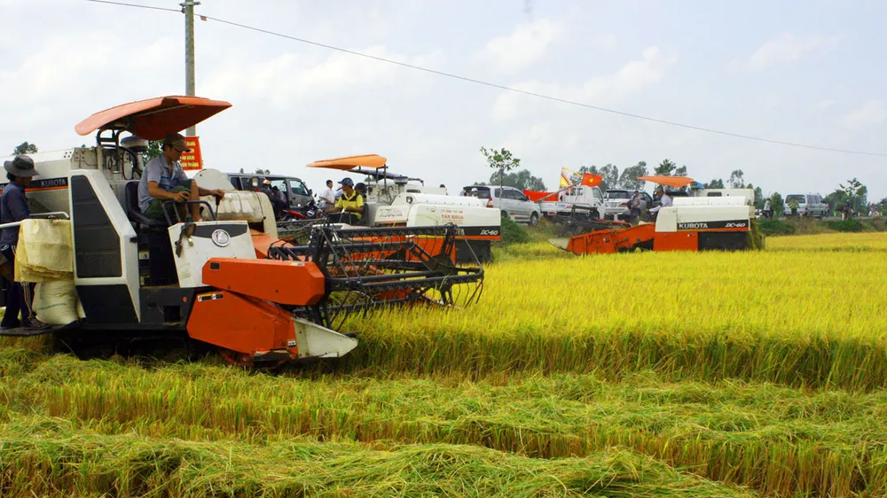Hậu Giang: Lúa trúng mùa, được giá ảnh 1
