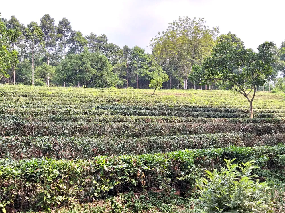 Sắc xanh khu du lịch sinh thái Mỹ Lệ ảnh 1