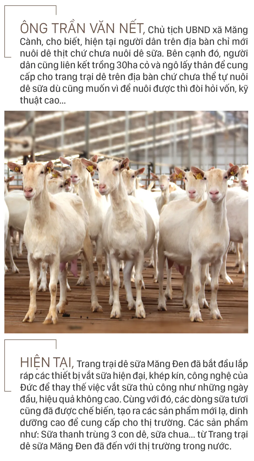 Trang trại  8.000 con dê sữa tại Măng Đen ảnh 16