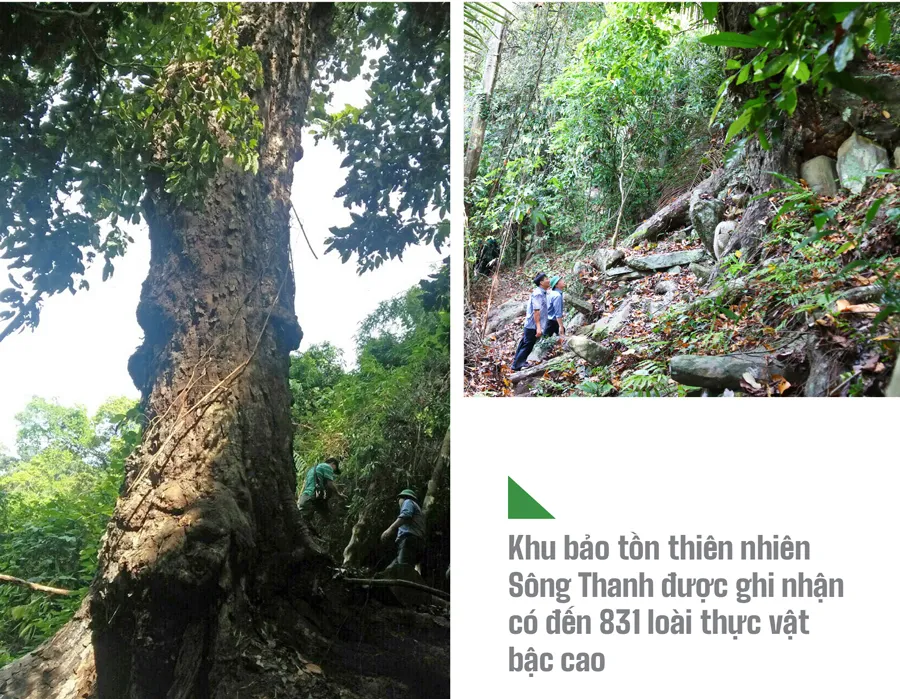 Trải nghiệm du lịch bảo vệ rừng ảnh 5