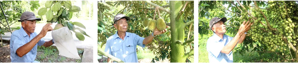 Những “ông vua” cây ăn quả ở Hoài Ân, Bình Định ảnh 14