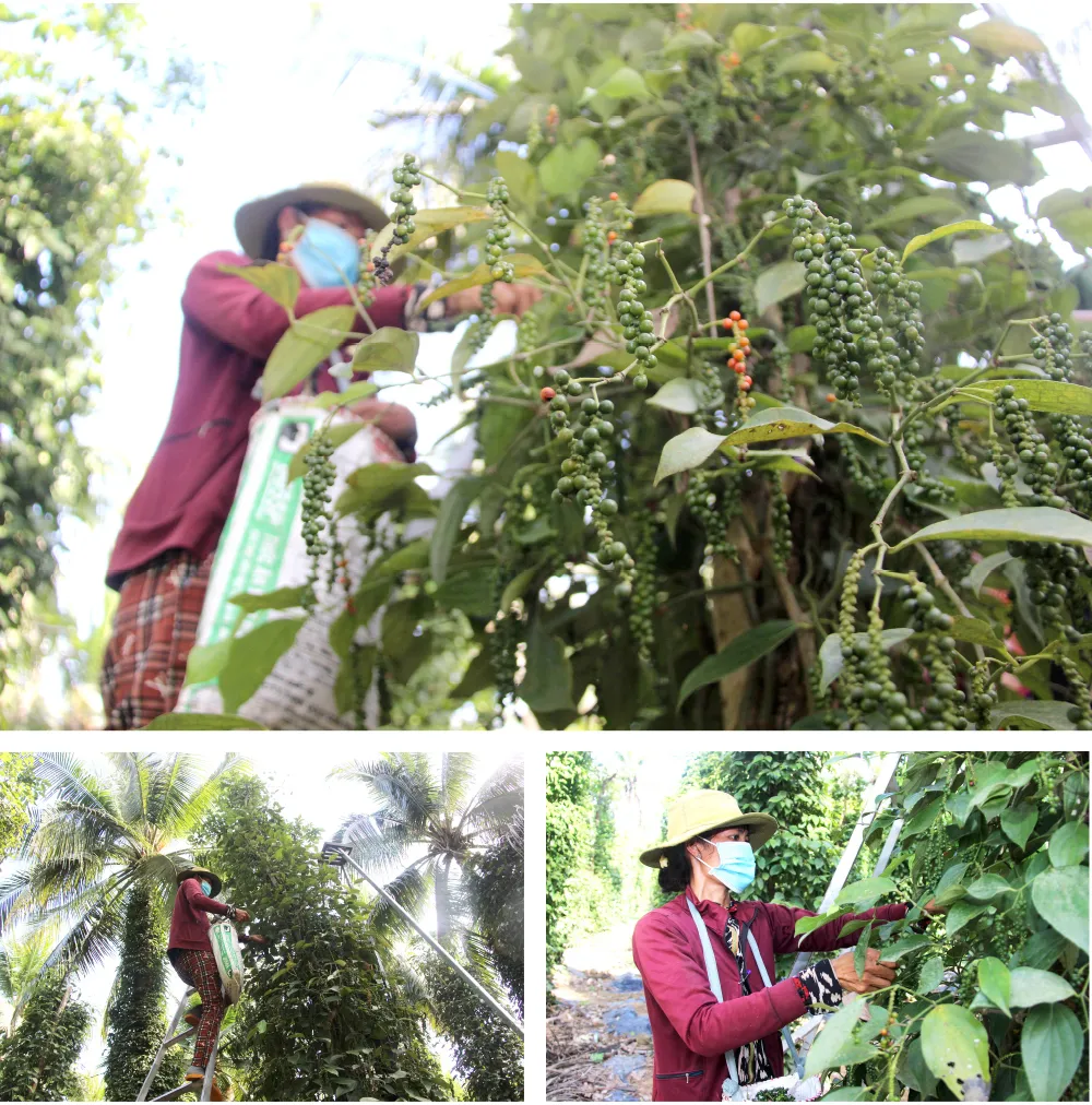 Những “ông vua” cây ăn quả ở Hoài Ân, Bình Định ảnh 15