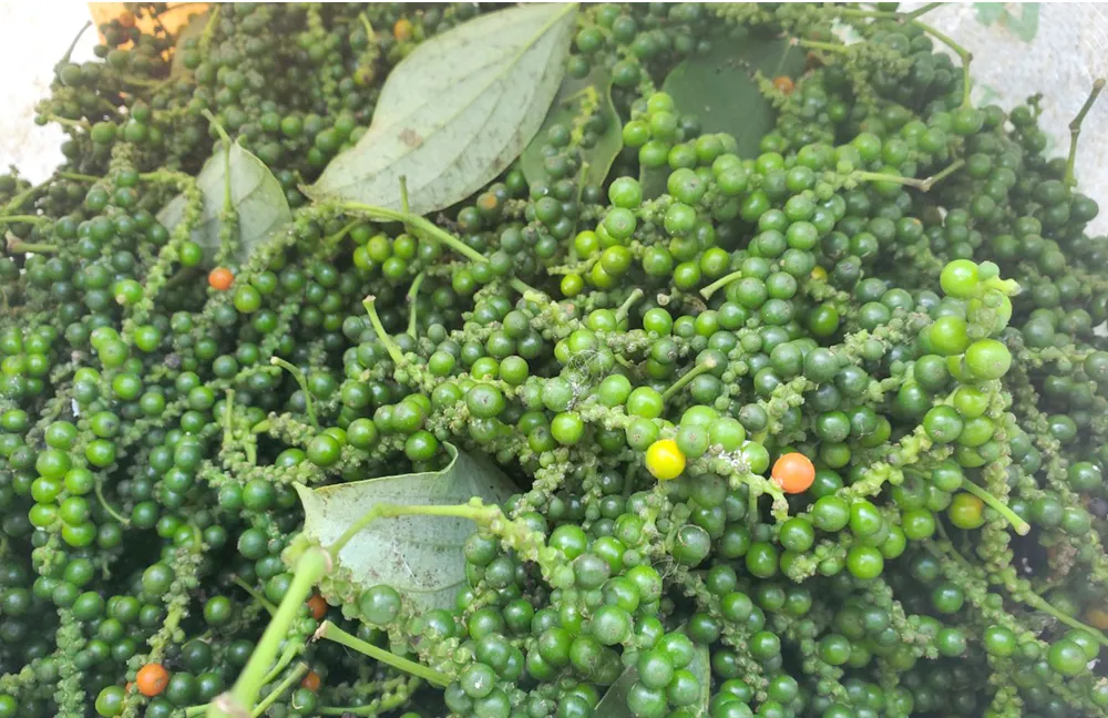 Những “ông vua” cây ăn quả ở Hoài Ân, Bình Định ảnh 17