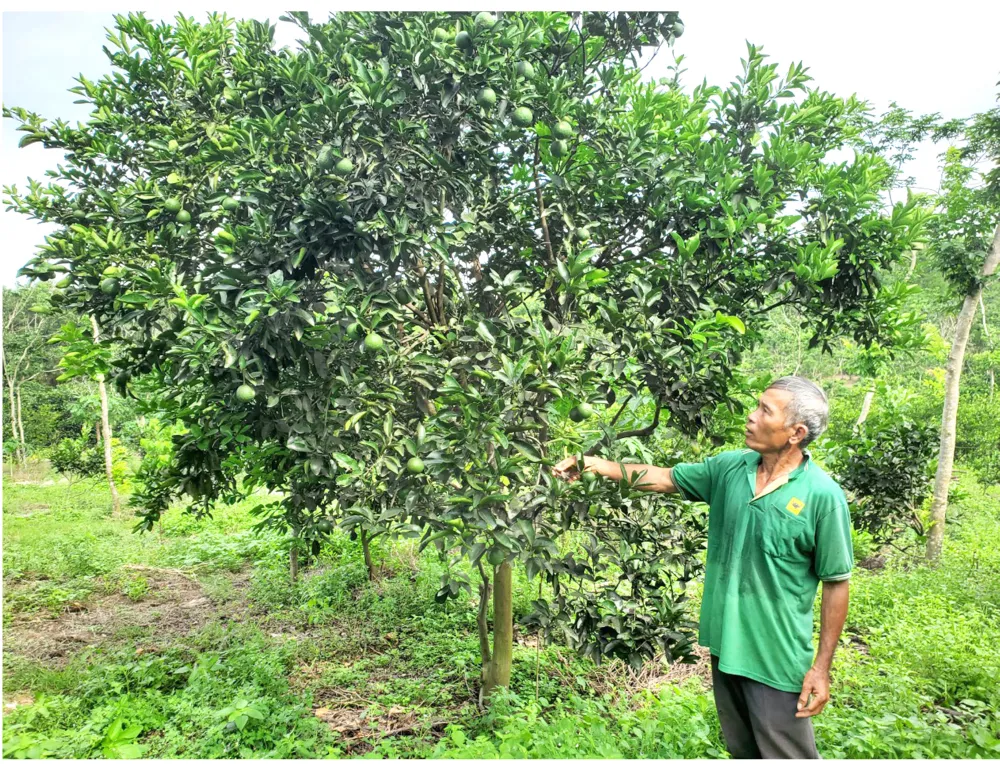 Những “ông vua” cây ăn quả ở Hoài Ân, Bình Định ảnh 20