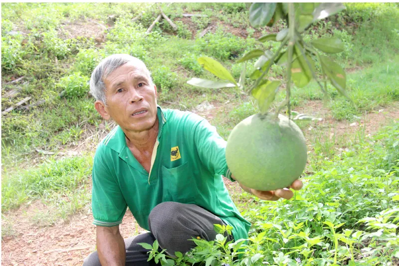 Những “ông vua” cây ăn quả ở Hoài Ân, Bình Định ảnh 21