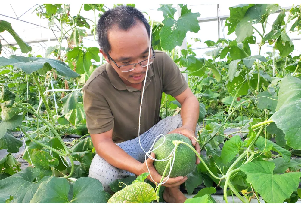 Những “ông vua” cây ăn quả ở Hoài Ân, Bình Định ảnh 25