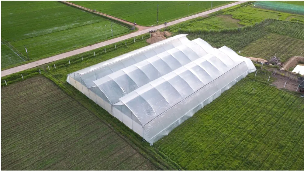 Những “ông vua” cây ăn quả ở Hoài Ân, Bình Định ảnh 28