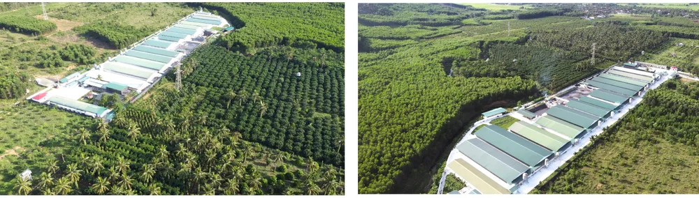 Những “ông vua” cây ăn quả ở Hoài Ân, Bình Định ảnh 31