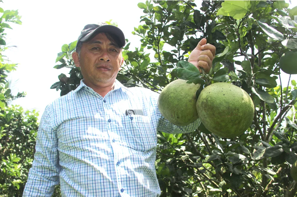 Những “ông vua” cây ăn quả ở Hoài Ân, Bình Định ảnh 5