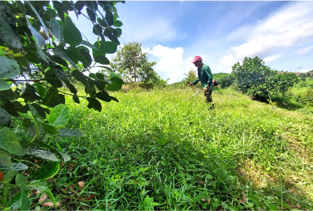 Những “ông vua” cây ăn quả ở Hoài Ân, Bình Định ảnh 8