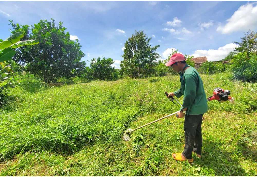 Những “ông vua” cây ăn quả ở Hoài Ân, Bình Định ảnh 9
