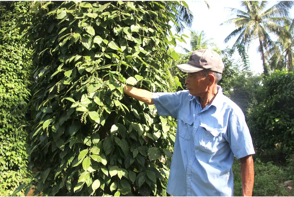 Hoài Ân – Bình Định: Tìm hướng đi bền vững cho nông sản ảnh 10