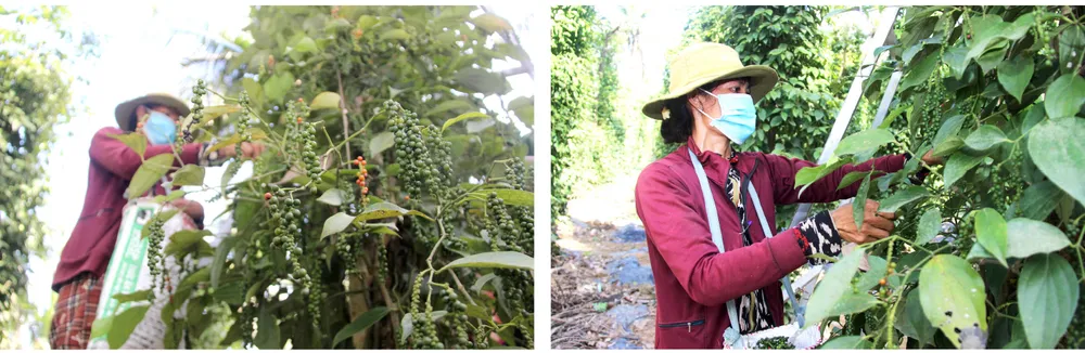 Hoài Ân – Bình Định: Tìm hướng đi bền vững cho nông sản ảnh 11