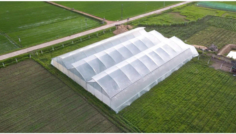 Hoài Ân – Bình Định: Tìm hướng đi bền vững cho nông sản ảnh 22