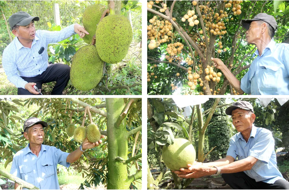 Hoài Ân – Bình Định: Tìm hướng đi bền vững cho nông sản ảnh 7