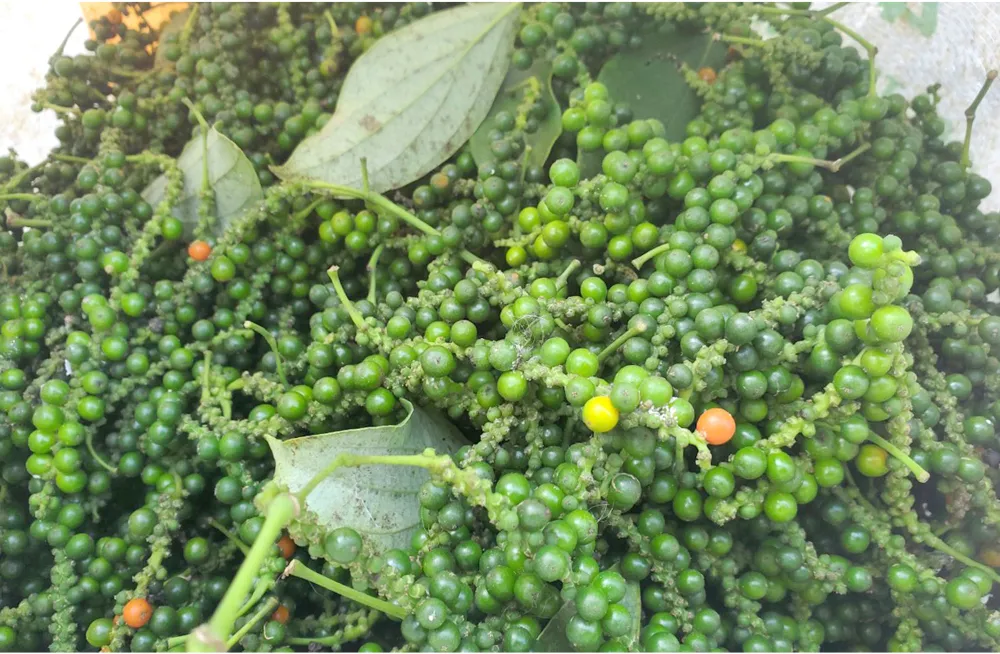 Hoài Ân – Bình Định: Tìm hướng đi bền vững cho nông sản ảnh 8