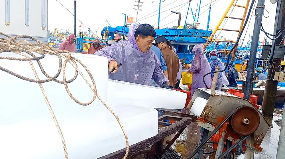 Các ngư dân nỗ lực tiếp đá lạnh lên tàu để vươn khơi đánh bắt xuyên tết ở cảng cá Sa Kỳ. Ảnh: NGUYỄN TRANG Các ngư dân nỗ lực tiếp đá lạnh lên tàu để vươn khơi đánh bắt xuyên tết ở cảng cá Sa Kỳ. Ảnh: NGUYỄN TRANG