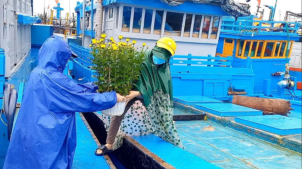 Ngư dân mang những chậu hoa cúc lên tàu để ăn tết trên biển. Ảnh: NGUYỄN TRANG Ngư dân mang những chậu hoa cúc lên tàu để ăn tết trên biển. Ảnh: NGUYỄN TRANG