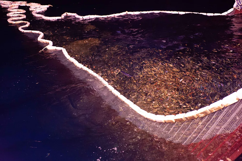 Mẻ lưới cá của ngư dân Bình Định đánh bắt được trên biển. Ảnh: ĐẶNG VĂN HẢI Mẻ lưới cá của ngư dân Bình Định đánh bắt được trên biển. Ảnh: ĐẶNG VĂN HẢI