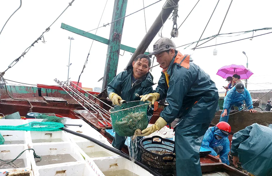 Ngư dân Hà Tĩnh liên tục trúng mẻ tôm, cá lớn cuối năm. Ảnh: DƯƠNG QUANG Ngư dân Hà Tĩnh liên tục trúng mẻ tôm, cá lớn cuối năm. Ảnh: DƯƠNG QUANG