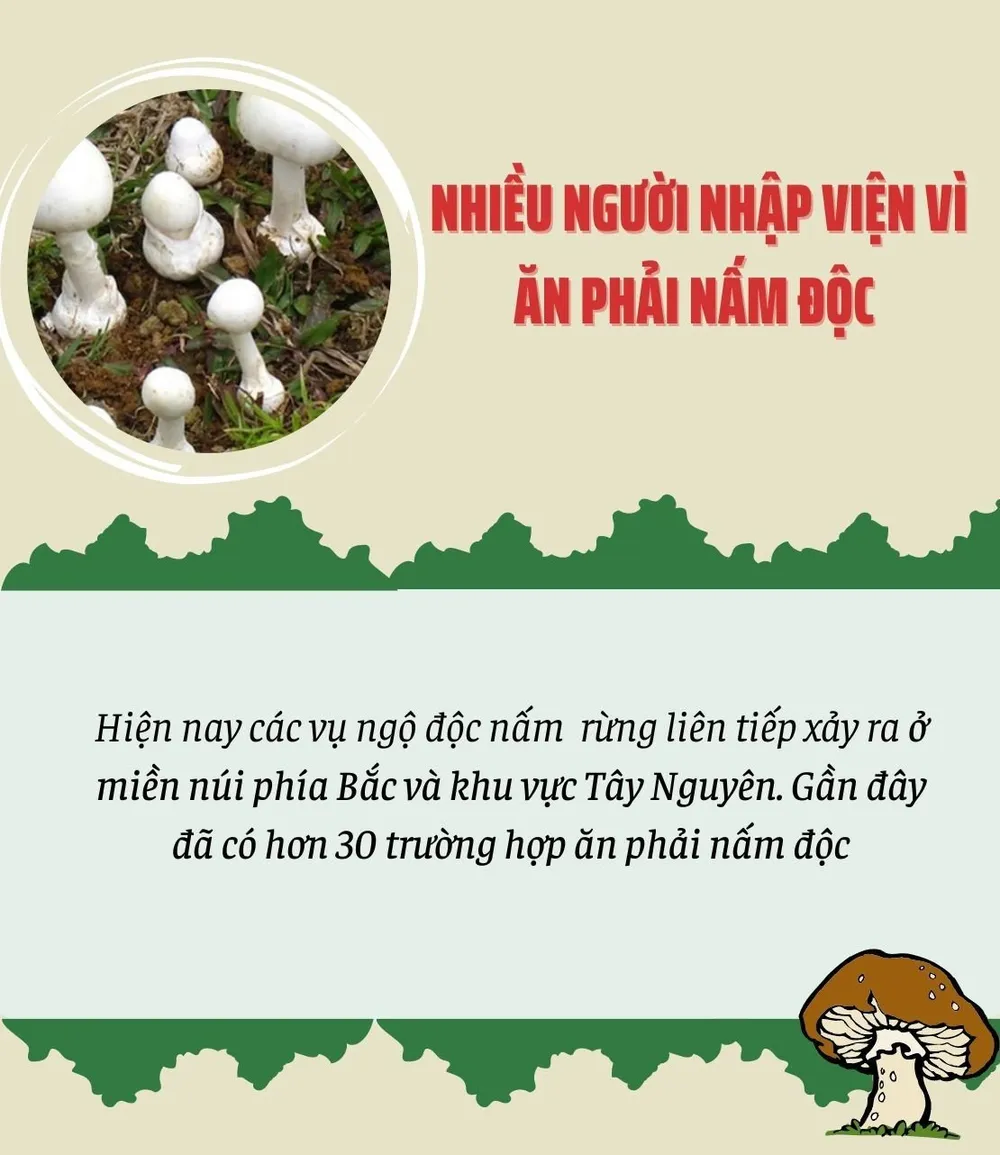 Những mối đe dọa độc tố từ cây nấm có trong tự nhiên ảnh 2