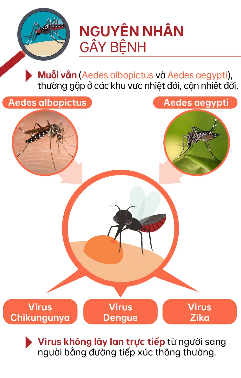 chikungunya-3.jpg