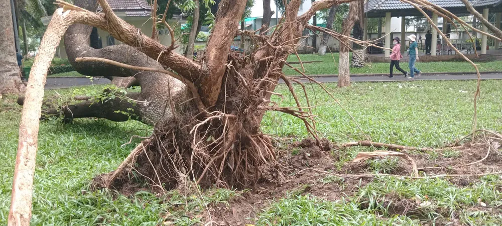 Cây xanh ngã đổ ở Công viên Bình Phú, phường Phú Lâm vào tháng 9. Ảnh: MINH HẢI