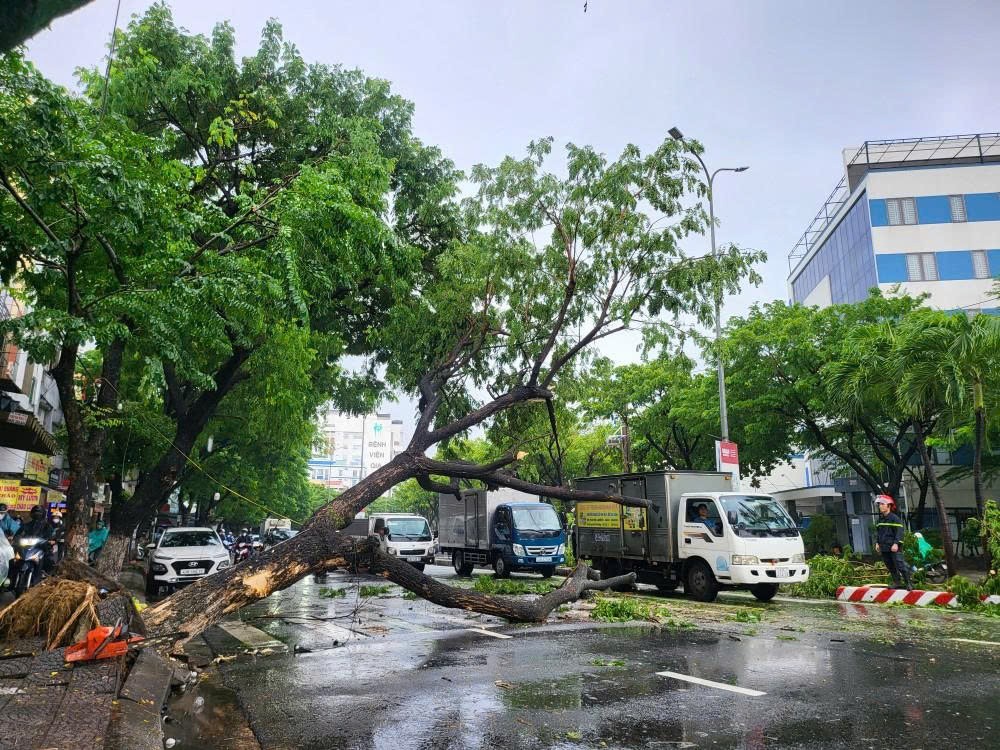 9月12日中午，热带低气压环流带来强风，将岘港市阮友寿街的绿树刮倒。图：春琼