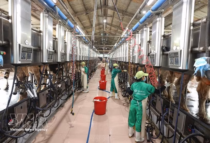 越南乳业股份公司（Vinamilk）位于嘉莱省安仁西乡仁新集中养殖区的奶牛场正在进行牛奶采收。图自 越通社