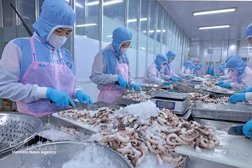 安江省辉南公司加工章鱼出口日本市场。图自越通社